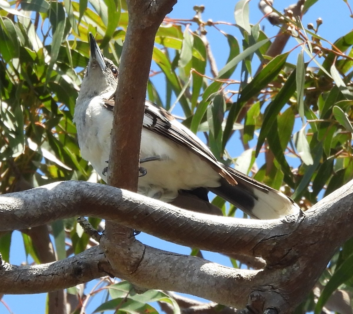 Gray Butcherbird - ML646733789