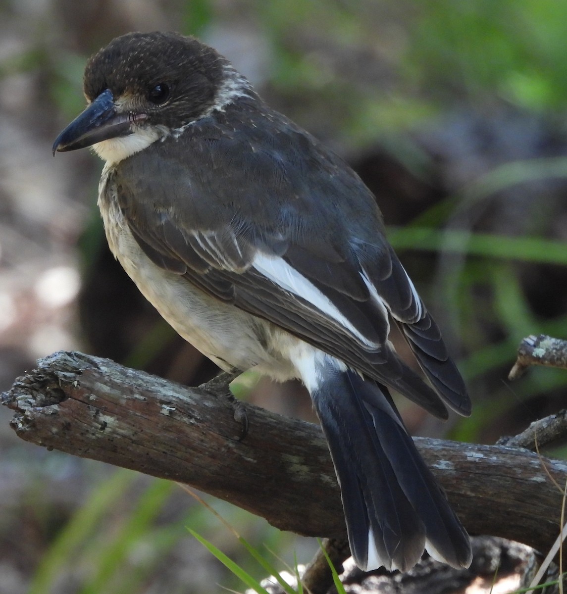 Gray Butcherbird - ML646733790