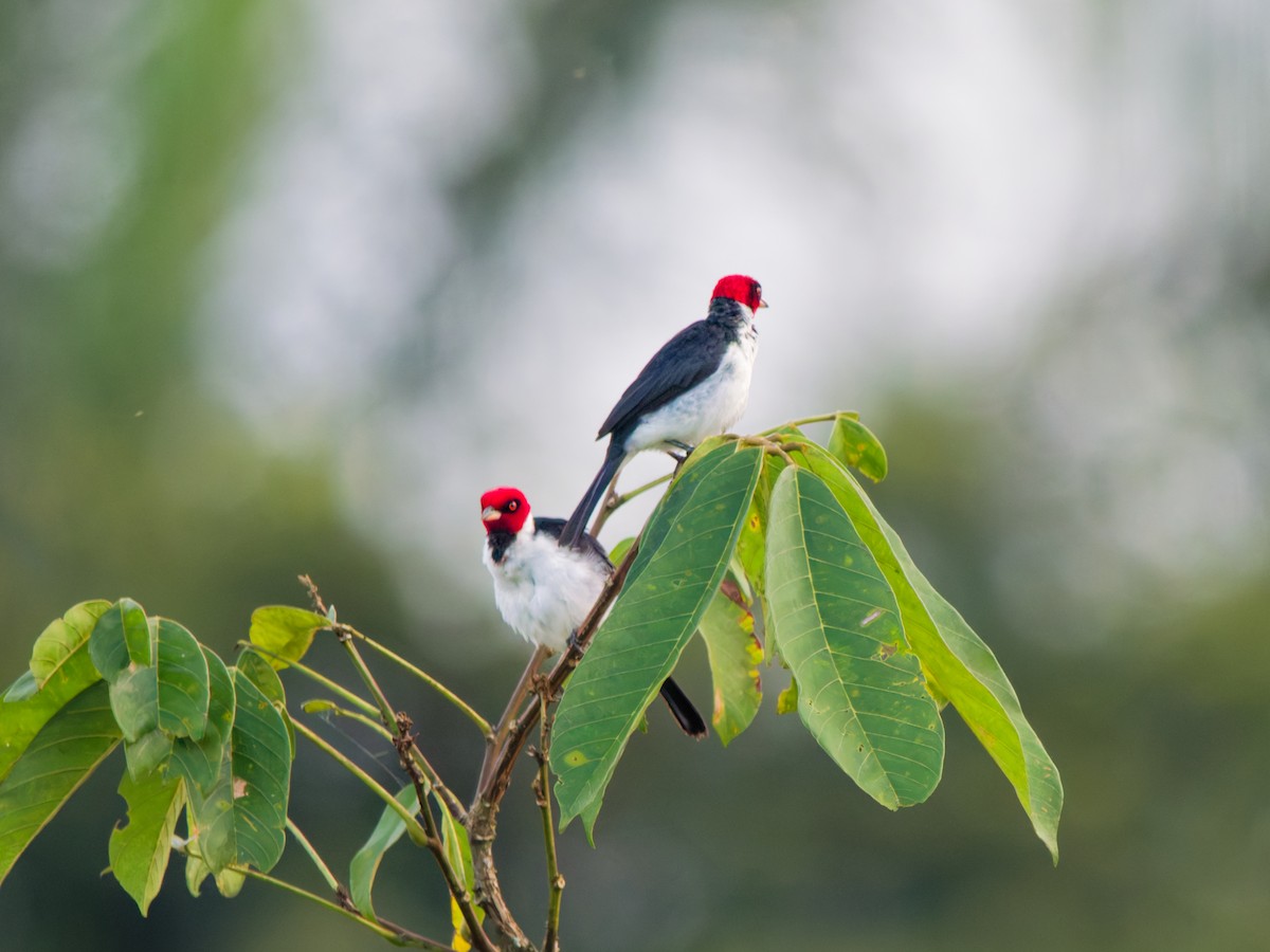 Cardenilla Capirroja - ML646733791