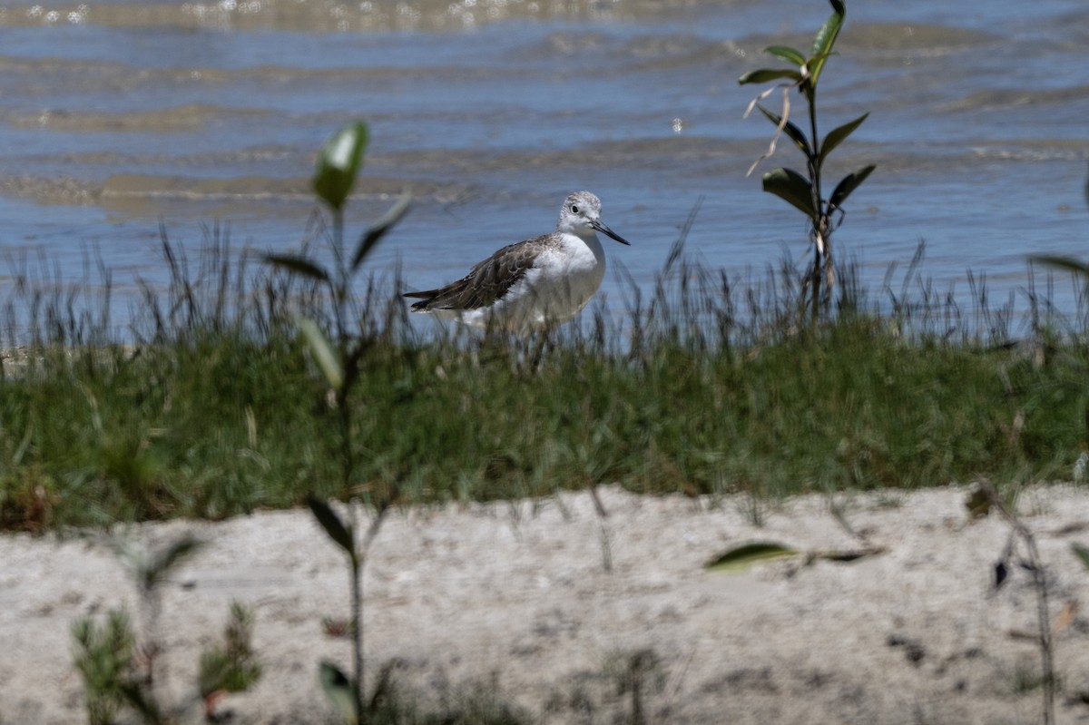 vodouš šedý - ML646733792