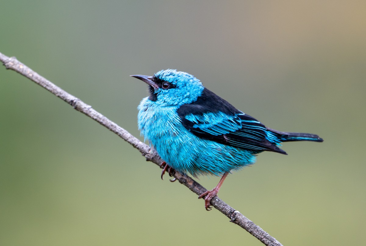 Blue Dacnis - ML646733793