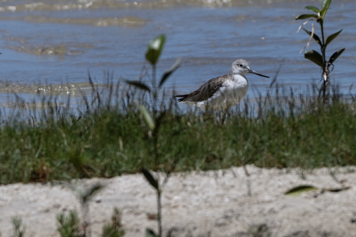 vodouš šedý - ML646733794