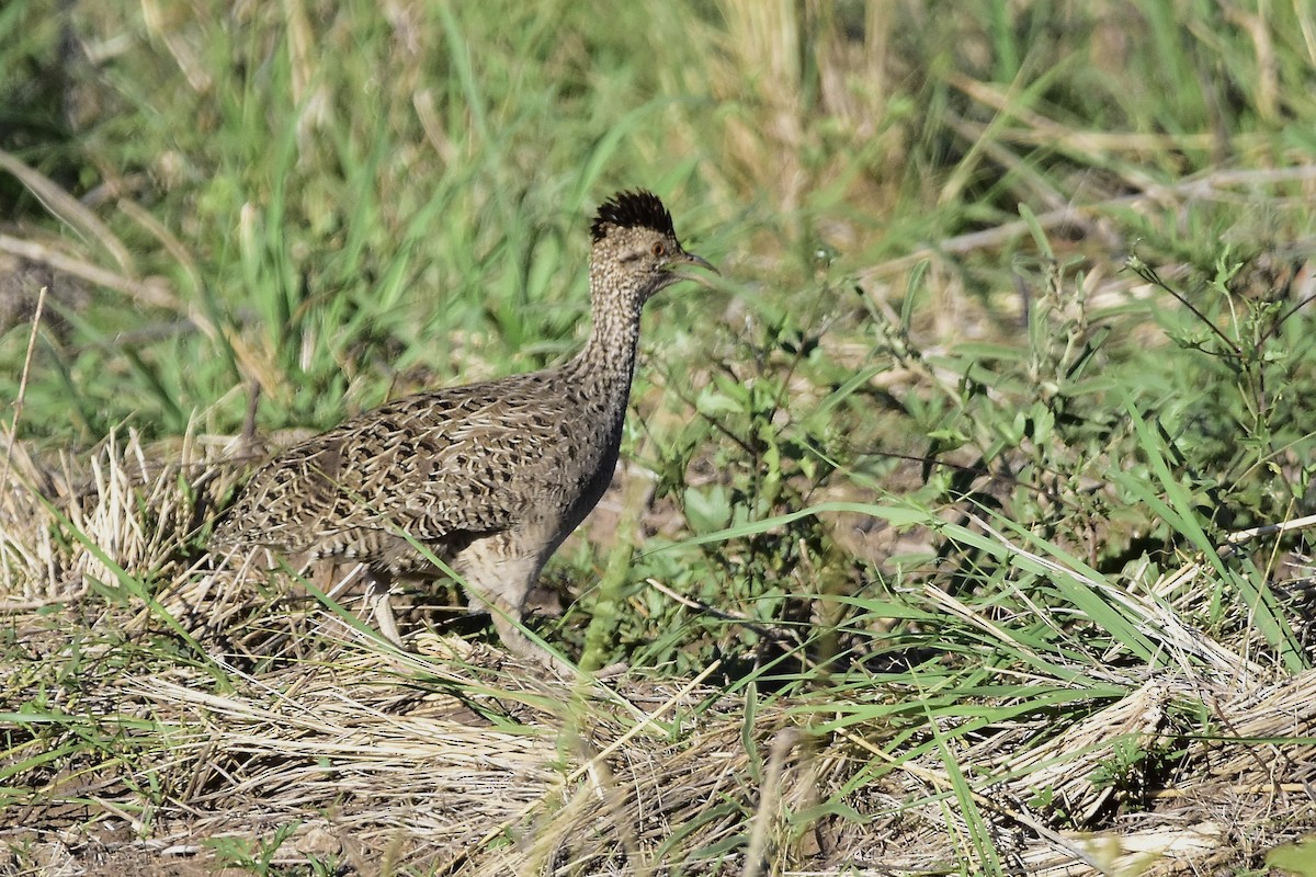 Brushland Tinamou - ML646733797