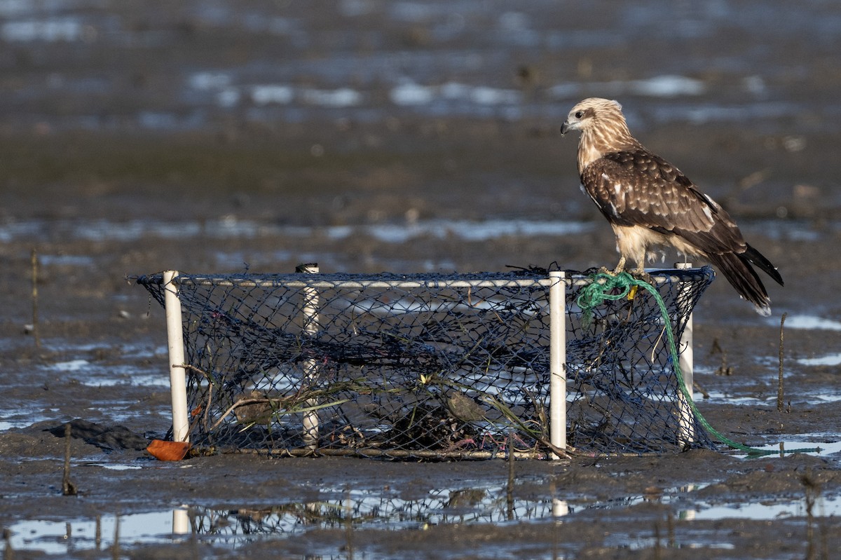 Whistling Kite - ML646733799