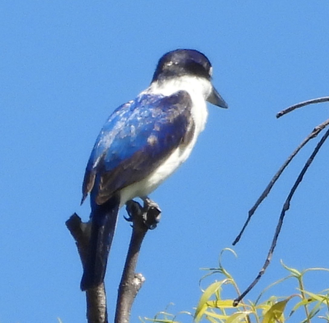 Forest Kingfisher - ML646733801