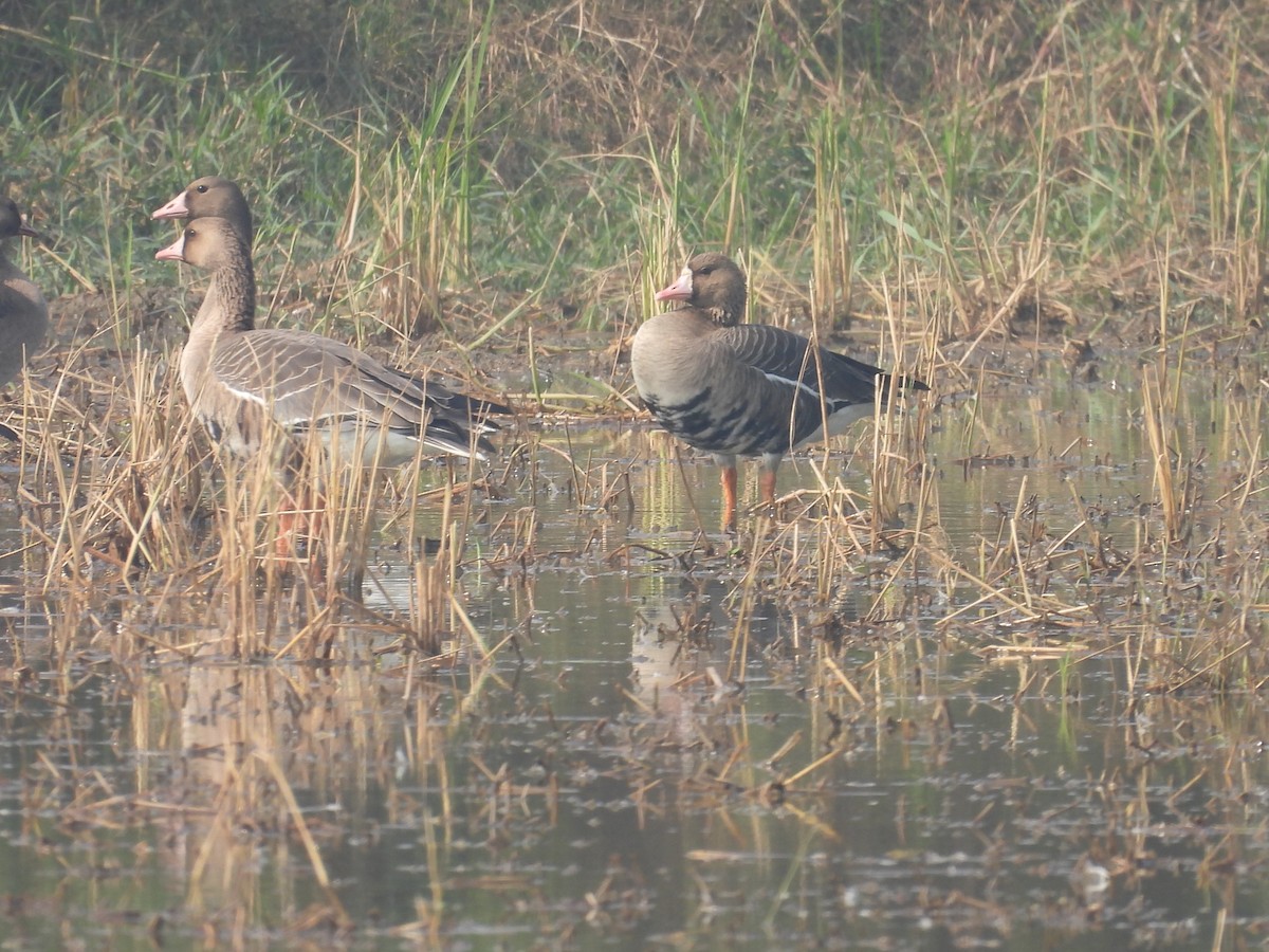 Greater White-fronted Goose - ML646733802