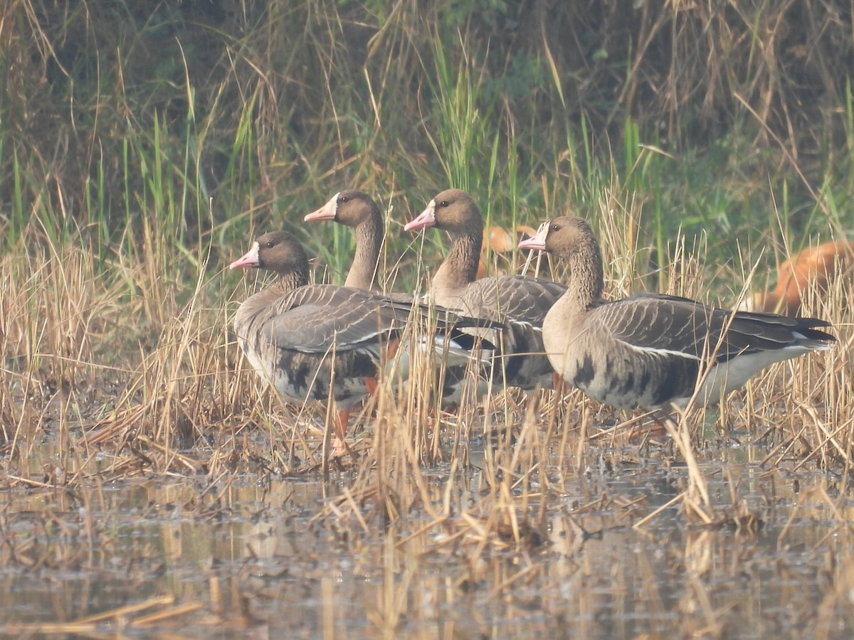 Greater White-fronted Goose - ML646733803