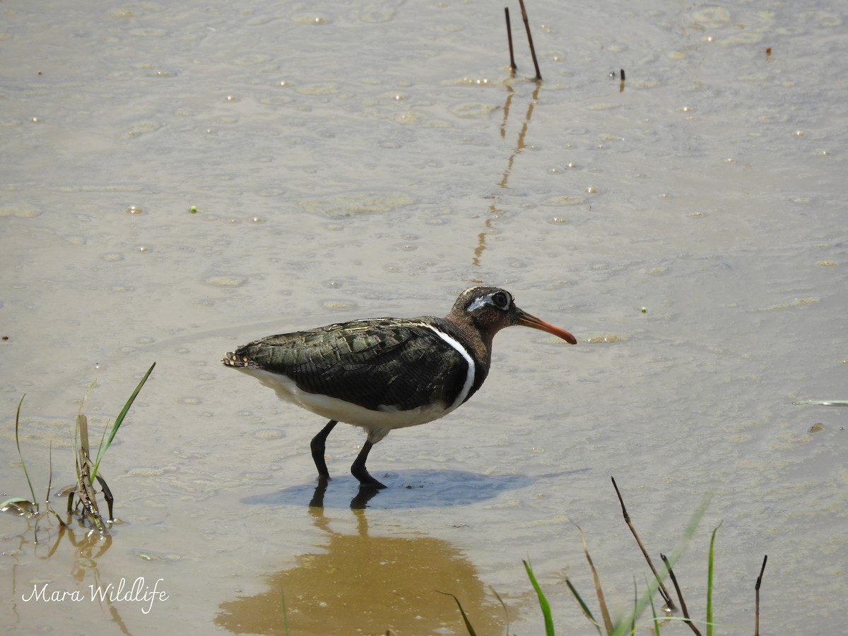 Цветной бекас - ML646733804