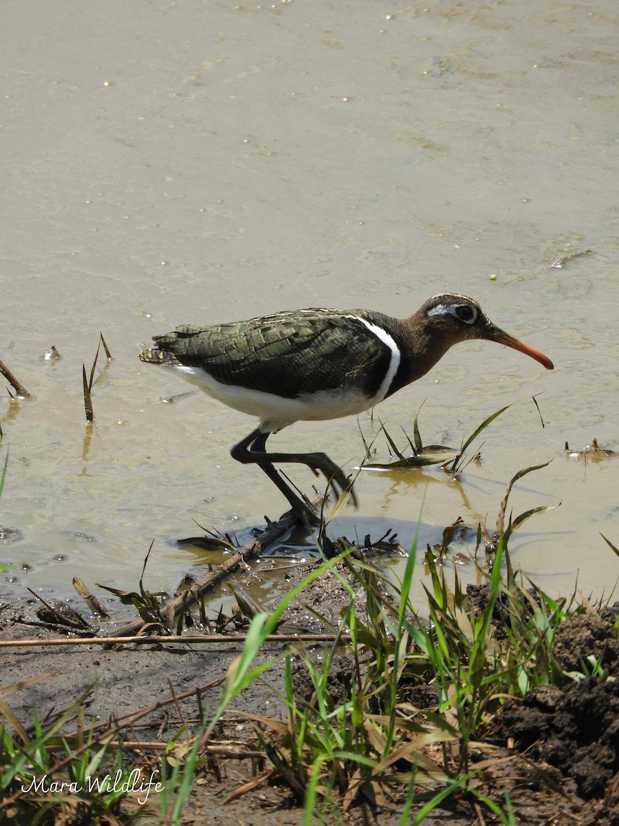 Цветной бекас - ML646733805