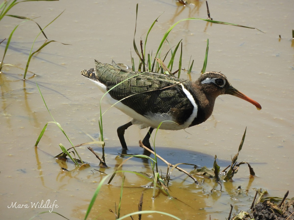 Цветной бекас - ML646733806