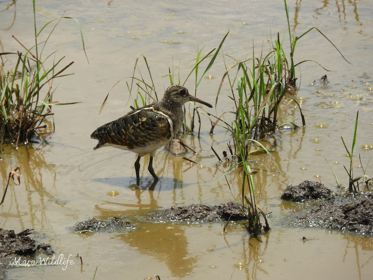 Цветной бекас - ML646733807