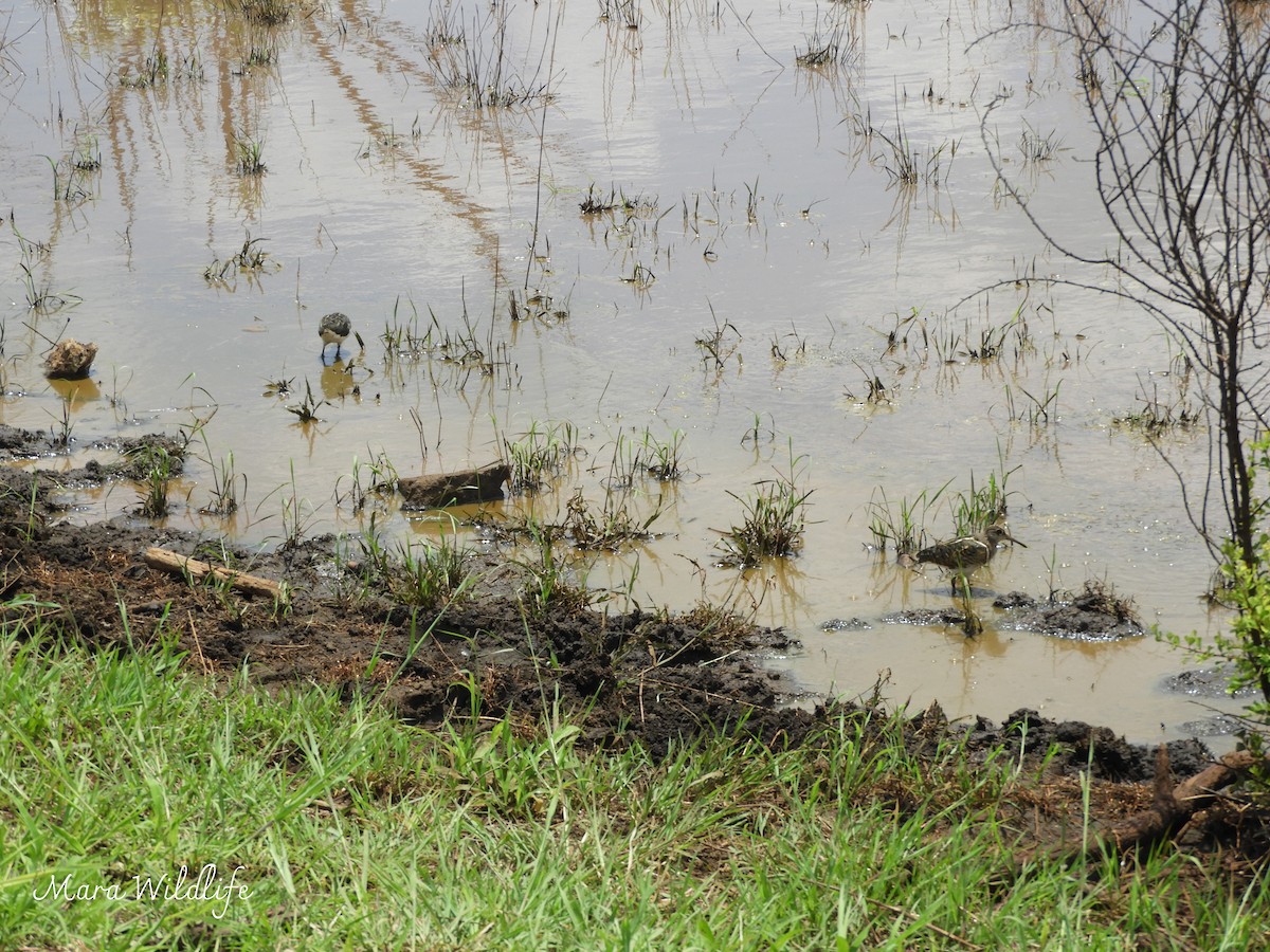 Цветной бекас - ML646733808