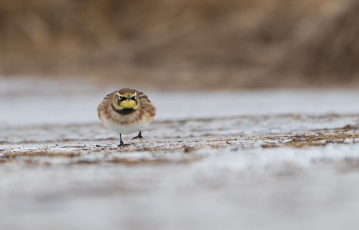 Allodola golagialla - ML646733809