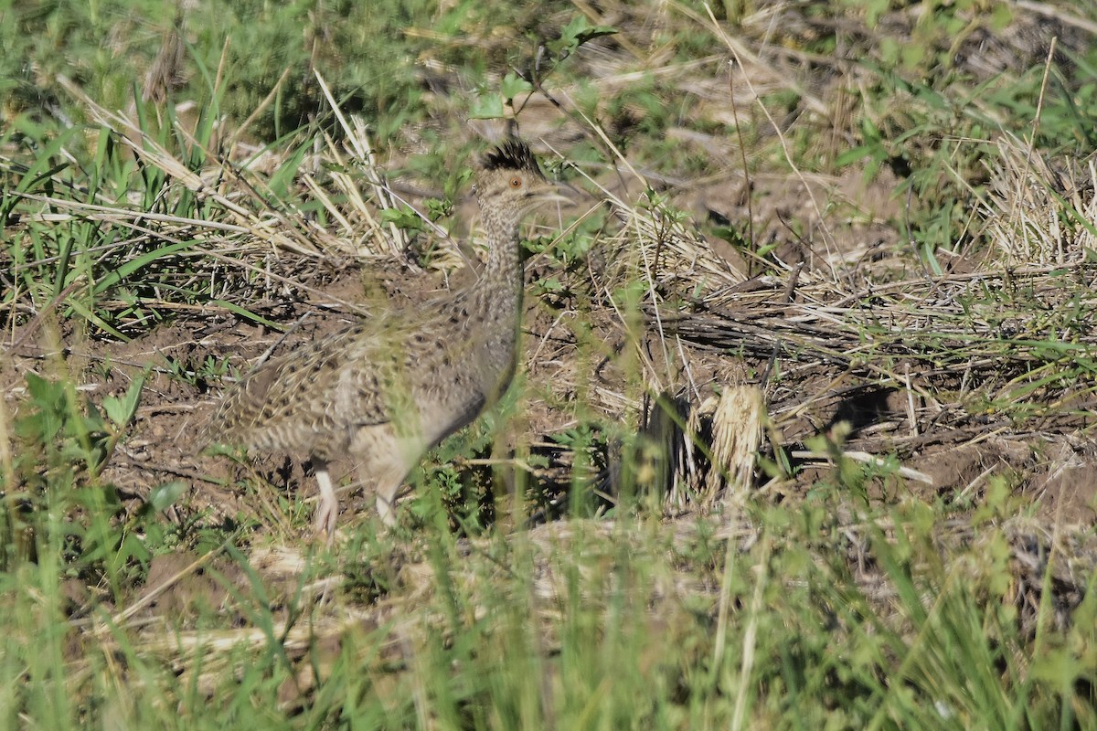 Brushland Tinamou - ML646733810