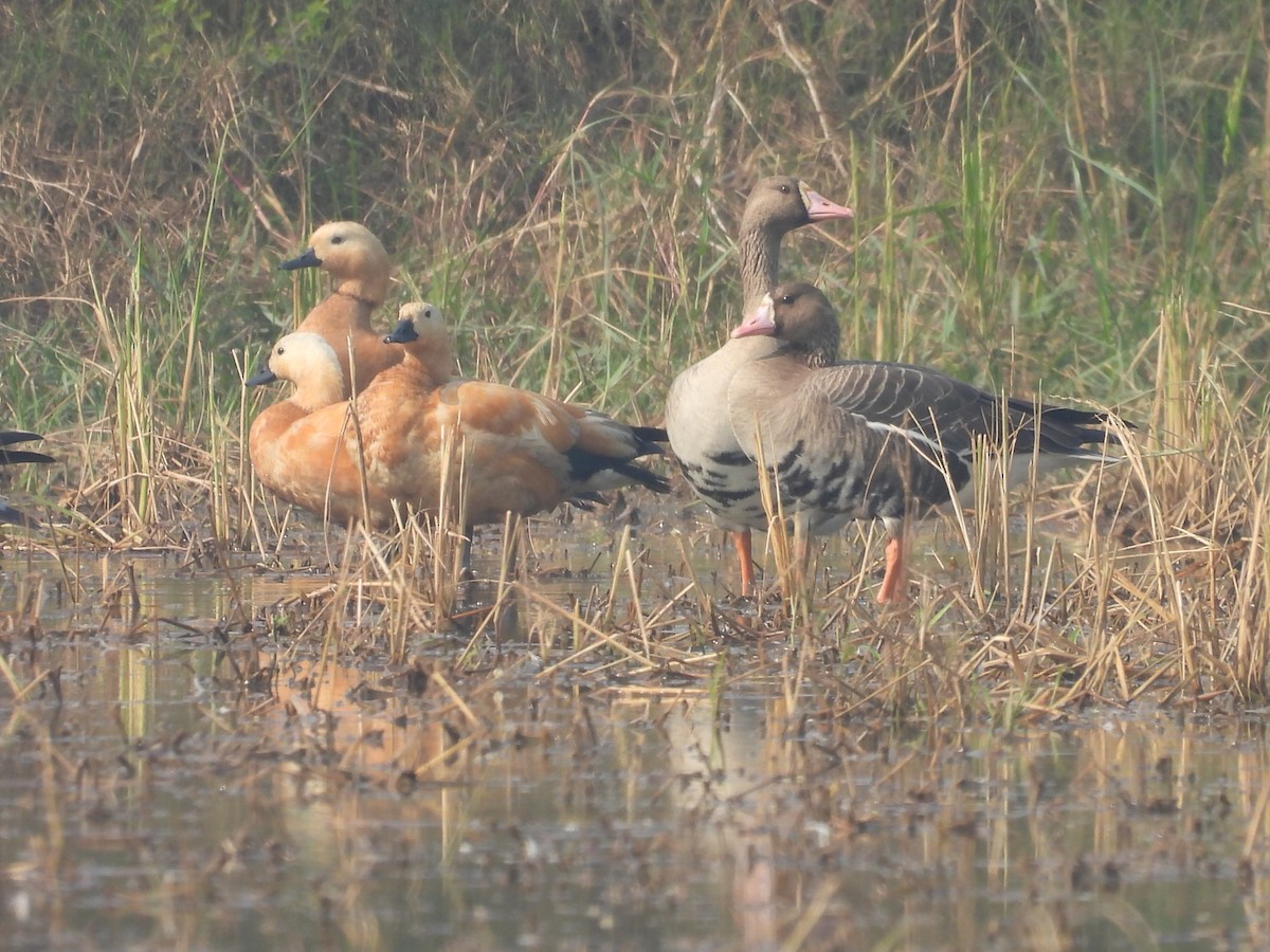 Greater White-fronted Goose - ML646733811