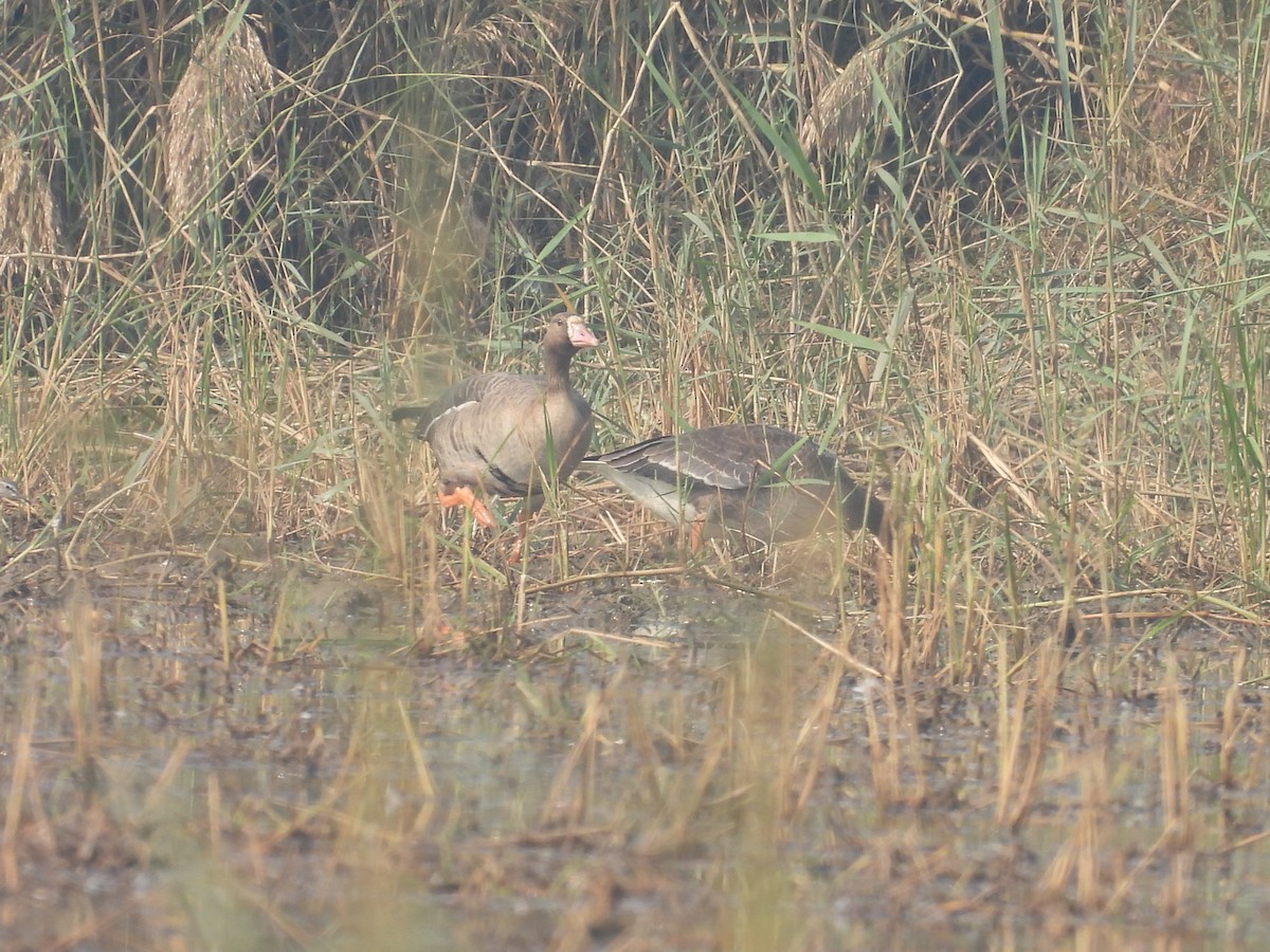 Greater White-fronted Goose - ML646733812