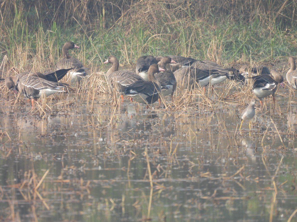 Greater White-fronted Goose - ML646733813