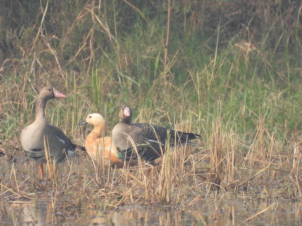 Greater White-fronted Goose - ML646733814