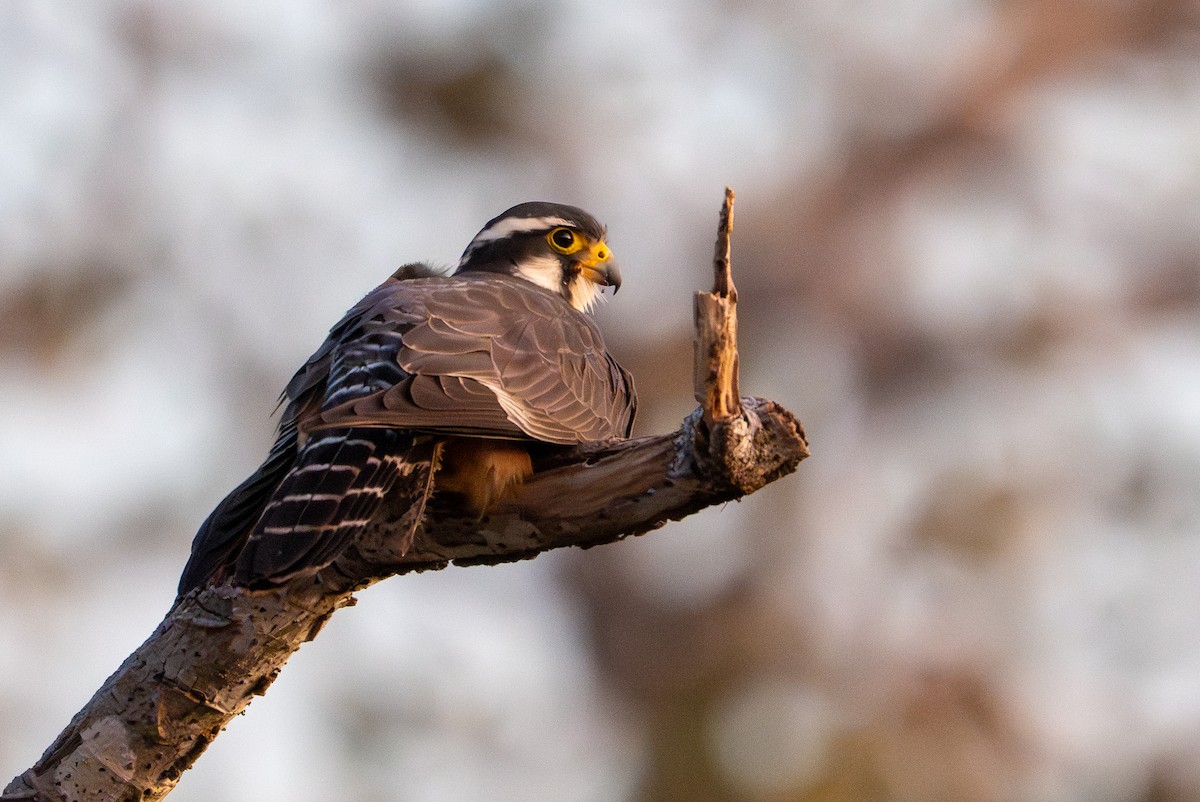 Aplomado Falcon - ML646733815