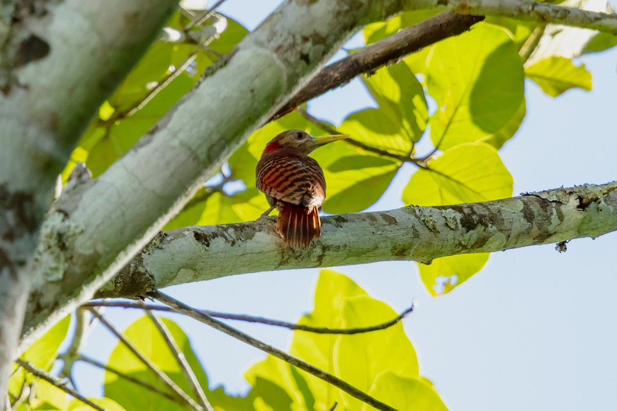 Bay Woodpecker - ML646733816