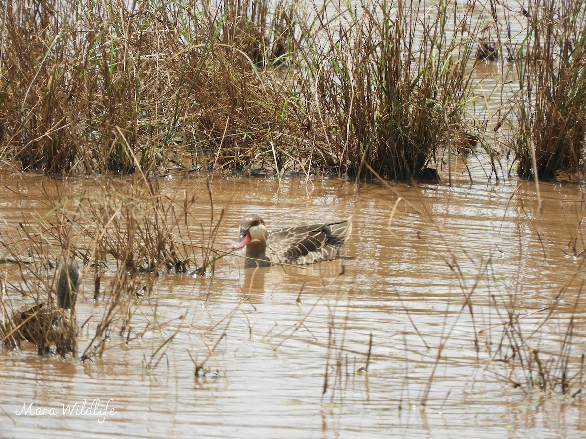 Красноклювая шилохвость - ML646733819