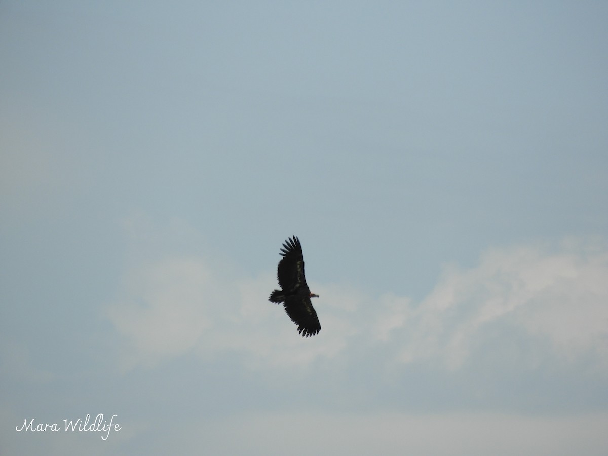 Ушастый гриф - ML646733820