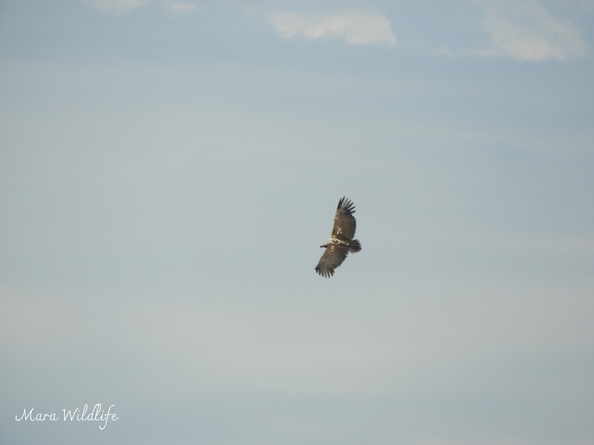 Ушастый гриф - ML646733821