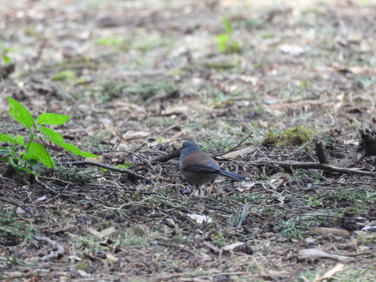 Junco Ojilumbre - ML646733823