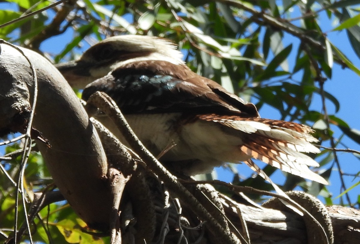 Laughing Kookaburra - ML646733824