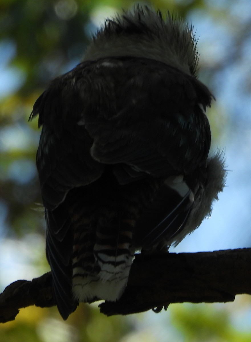 Laughing Kookaburra - ML646733825