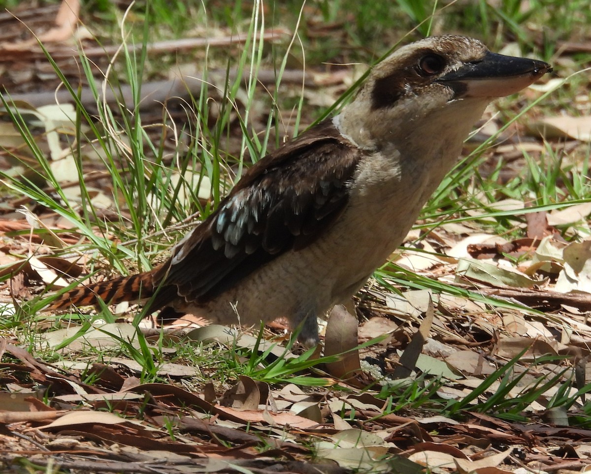 Laughing Kookaburra - ML646733826