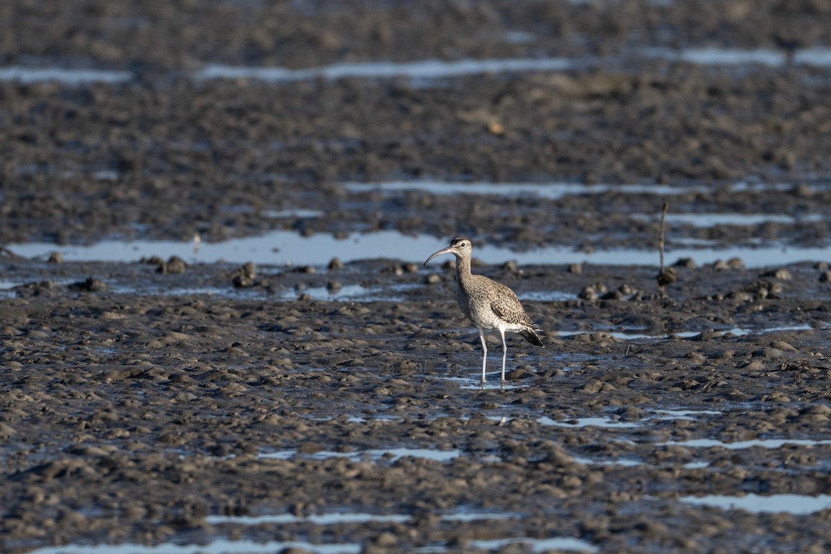 חרמשון קטן - ML646733827