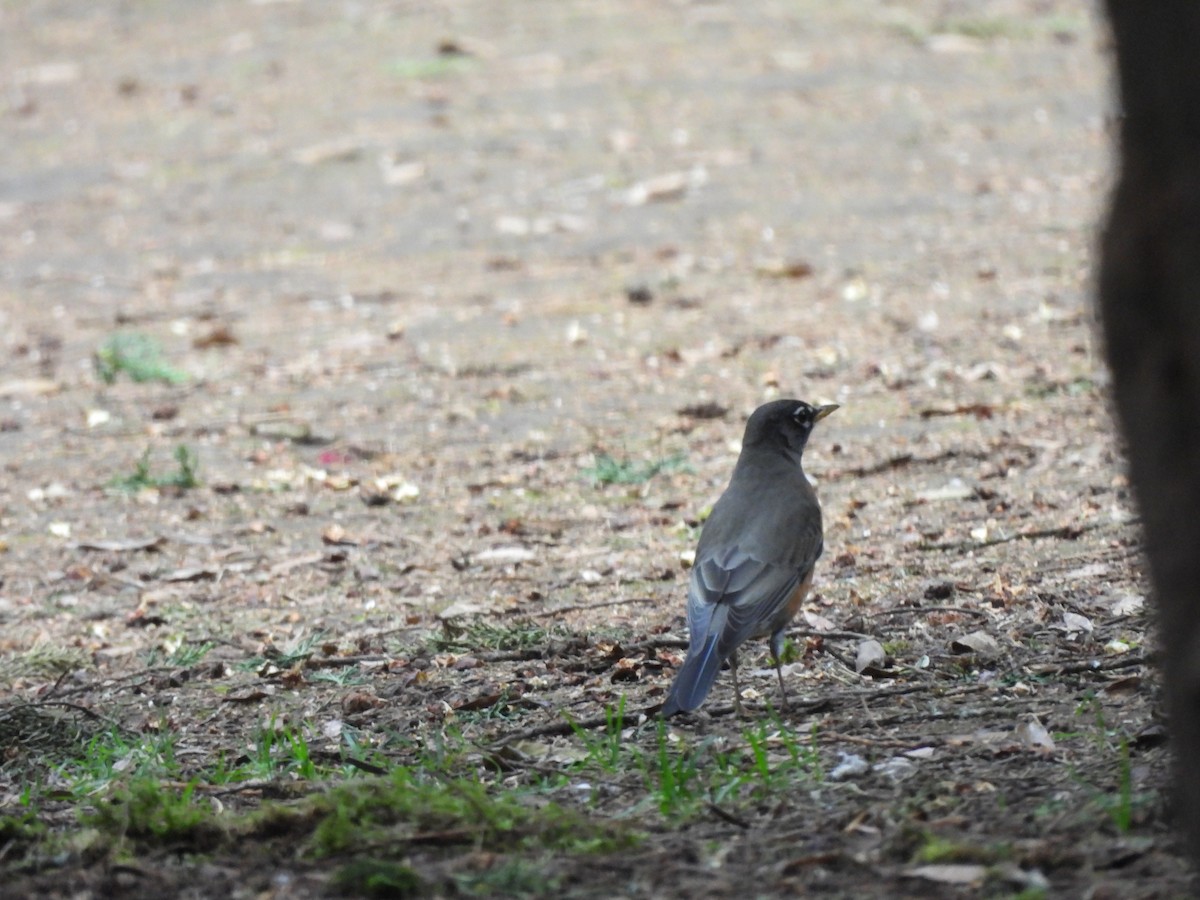 American Robin - ML646733830