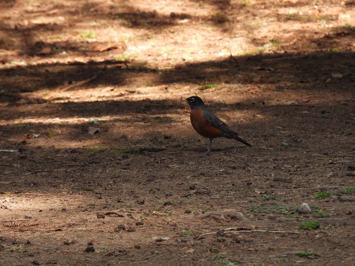 American Robin - ML646733831