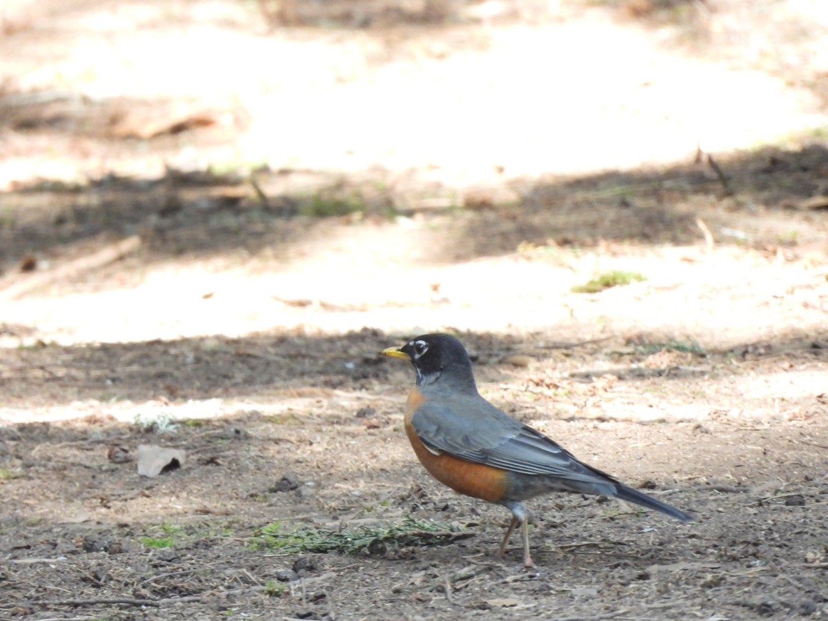 American Robin - ML646733832