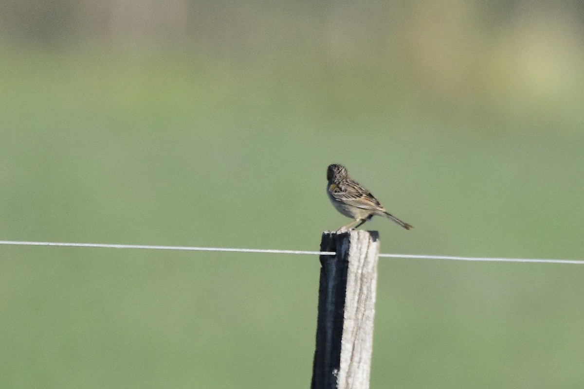Grassland Sparrow - ML646733835