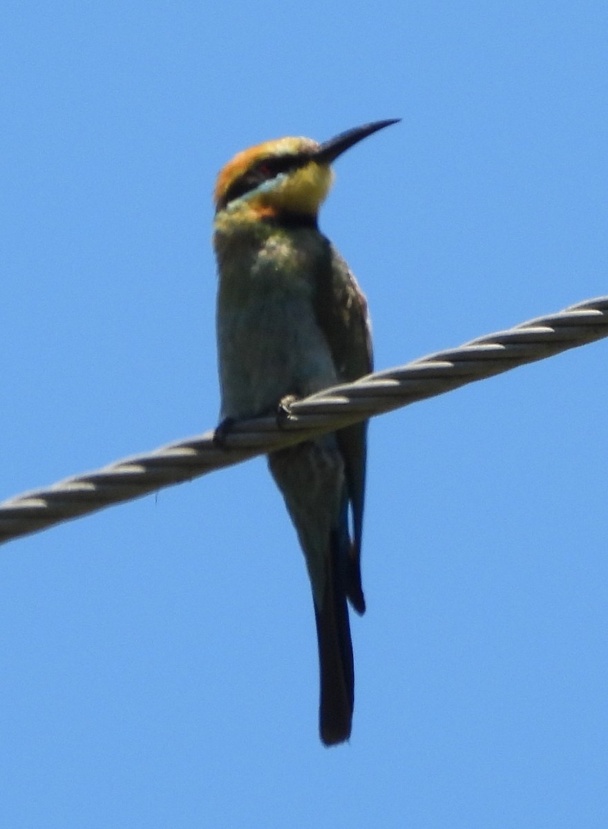 Rainbow Bee-eater - ML646733853