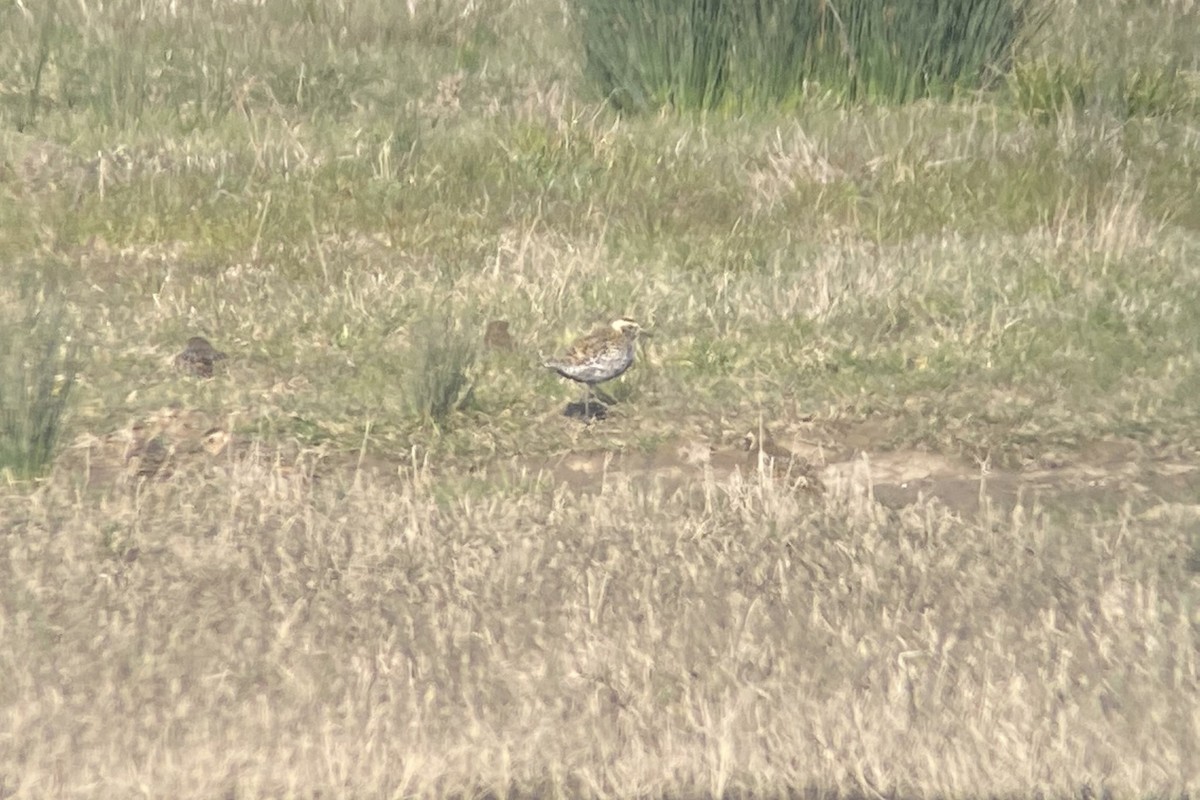 חופזי קטן - ML646733857