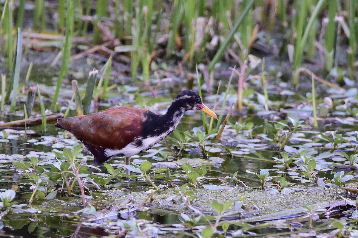 Wattled Jacana - ML646733859