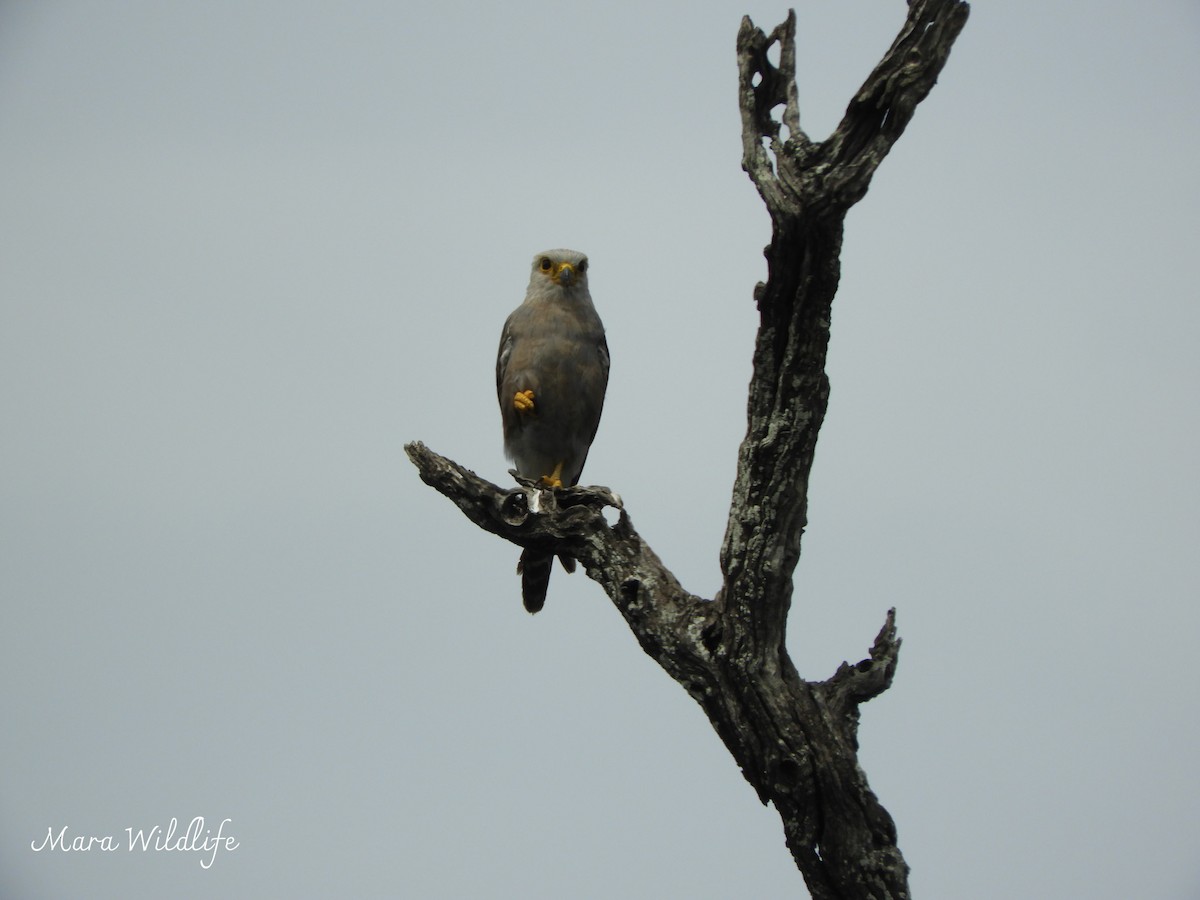 Темноспинная пустельга - ML646733860