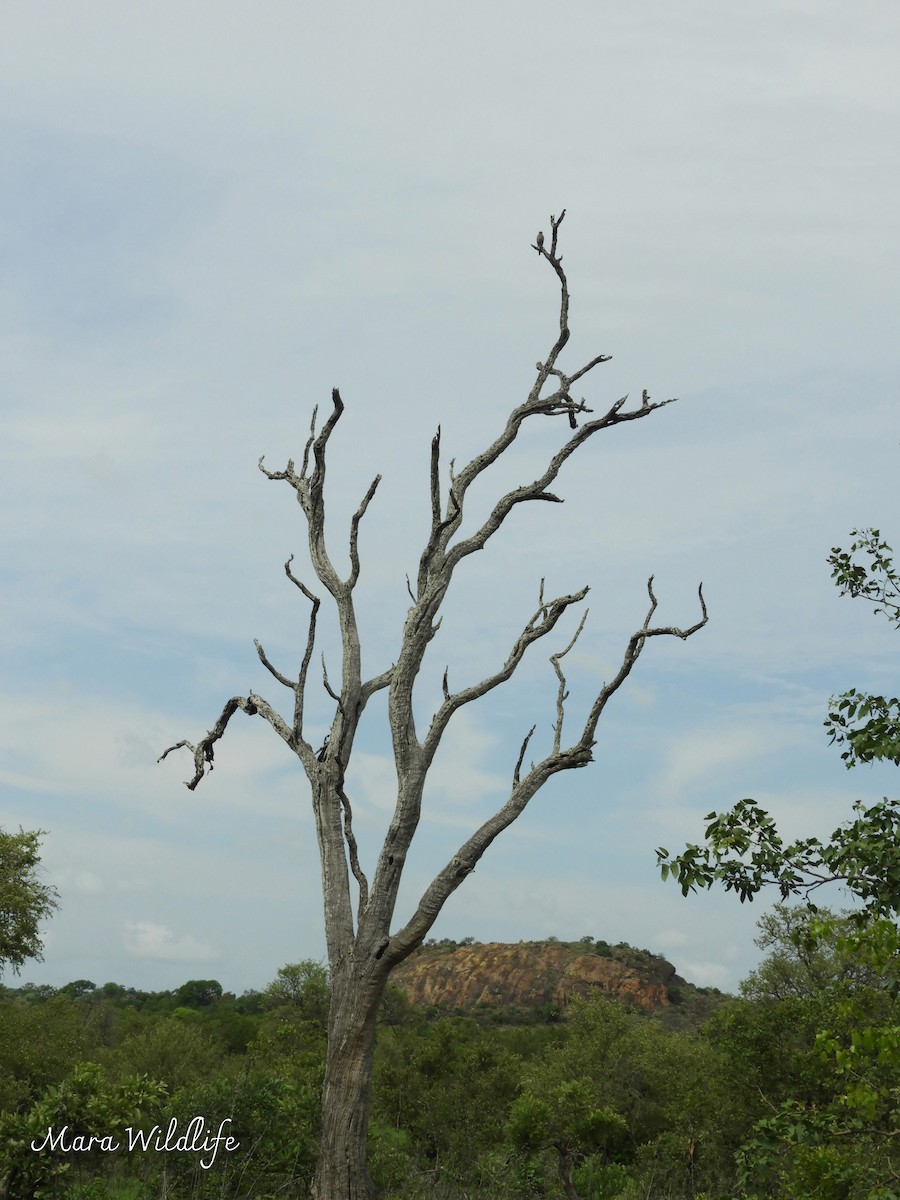 Темноспинная пустельга - ML646733862