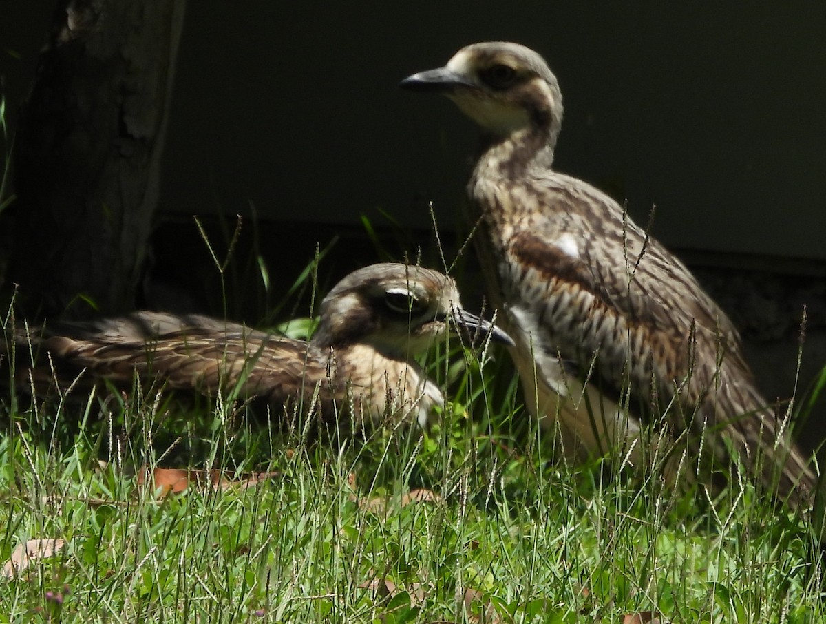 Bush Thick-knee - ML646733863