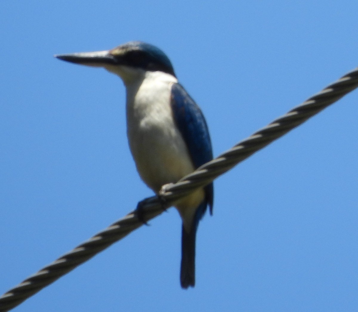 maskaraisfugl - ML646733864