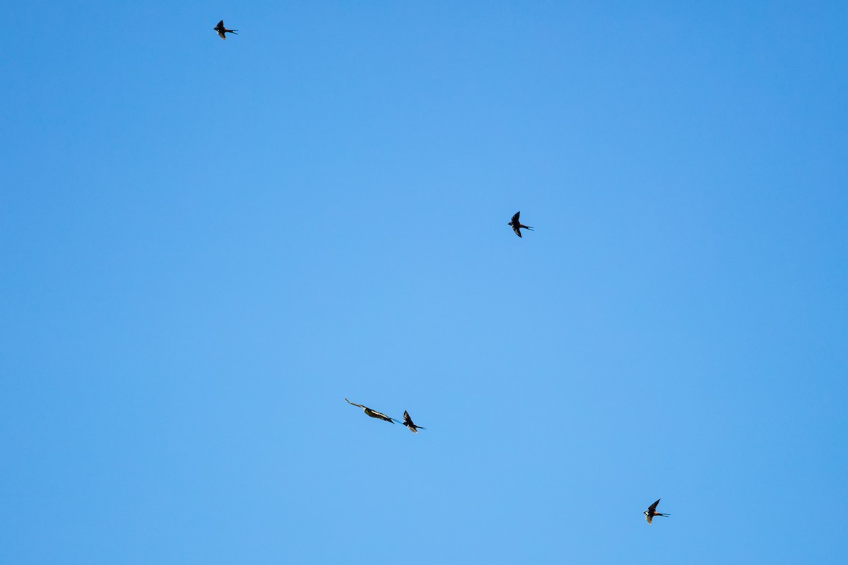Barn Swallow - ML646733865