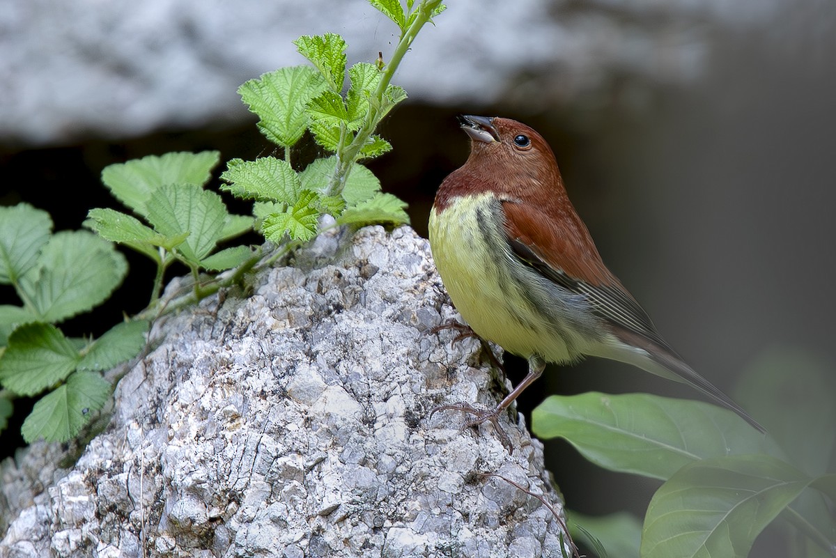 Berdantza gorrizta - ML646733866