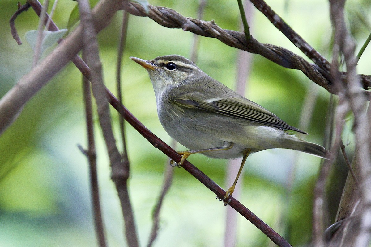 Ipar-txioa - ML646733868