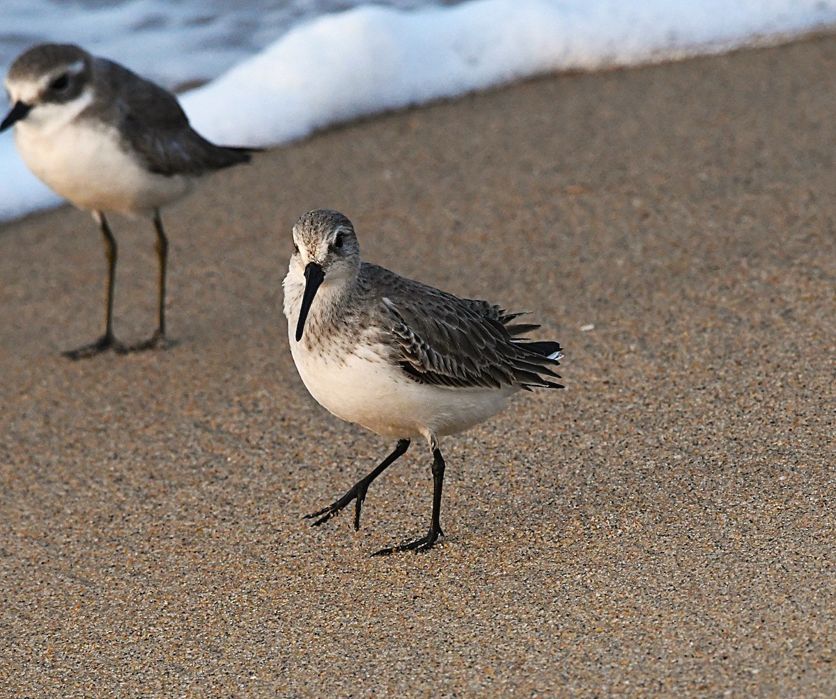 myrsnipe - ML646733870