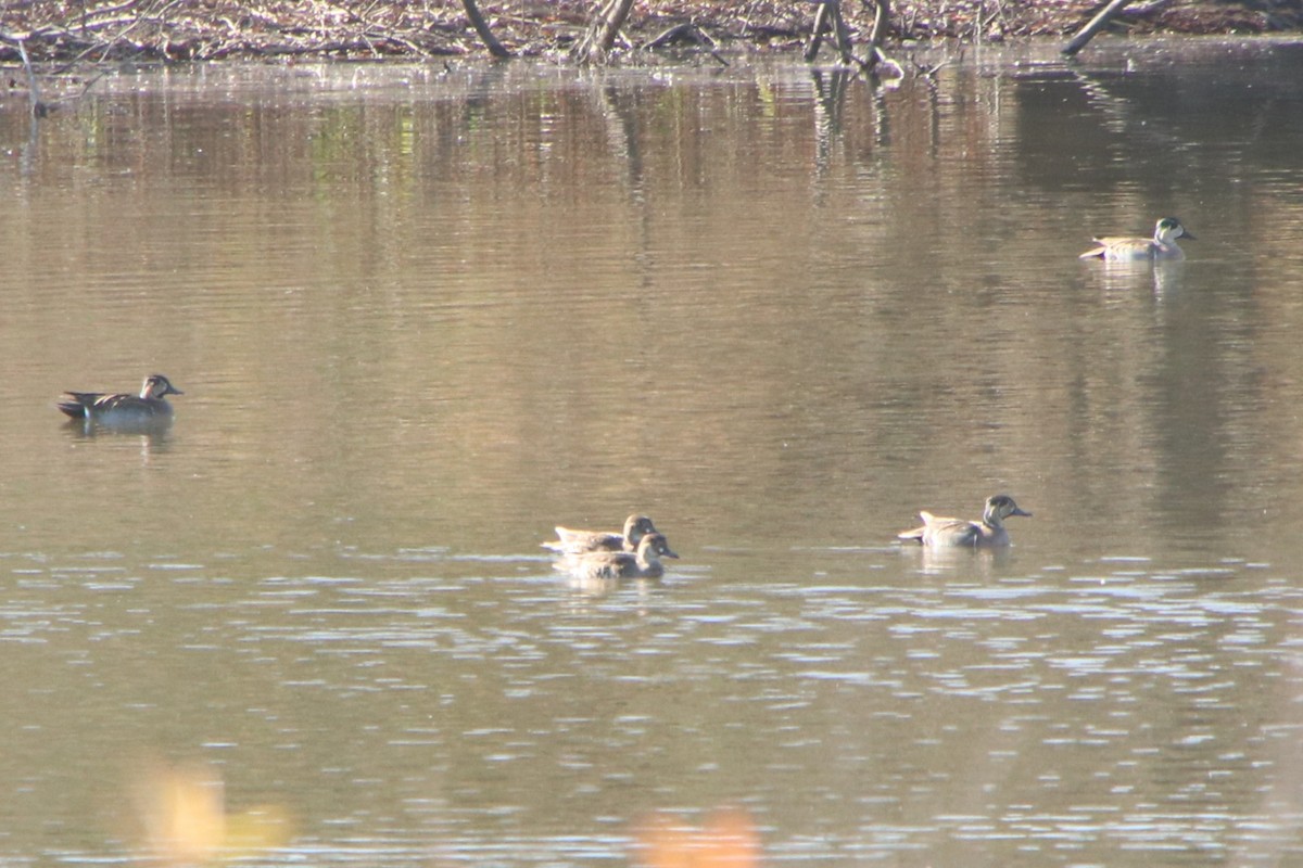 Клоктун - ML646733874