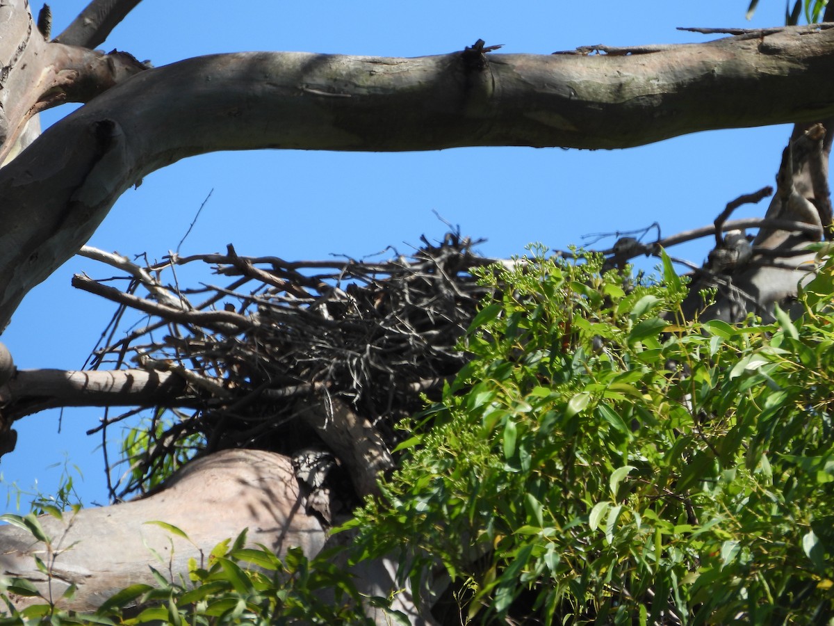 White-bellied Sea-Eagle - ML646733875