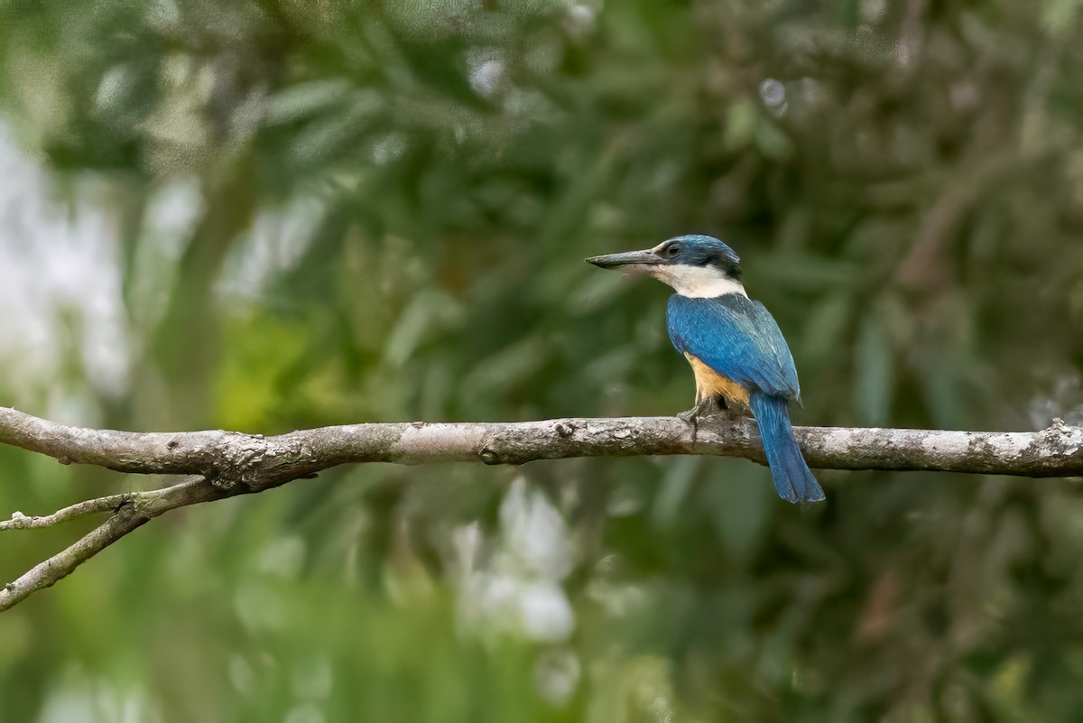 maskaraisfugl - ML646733878